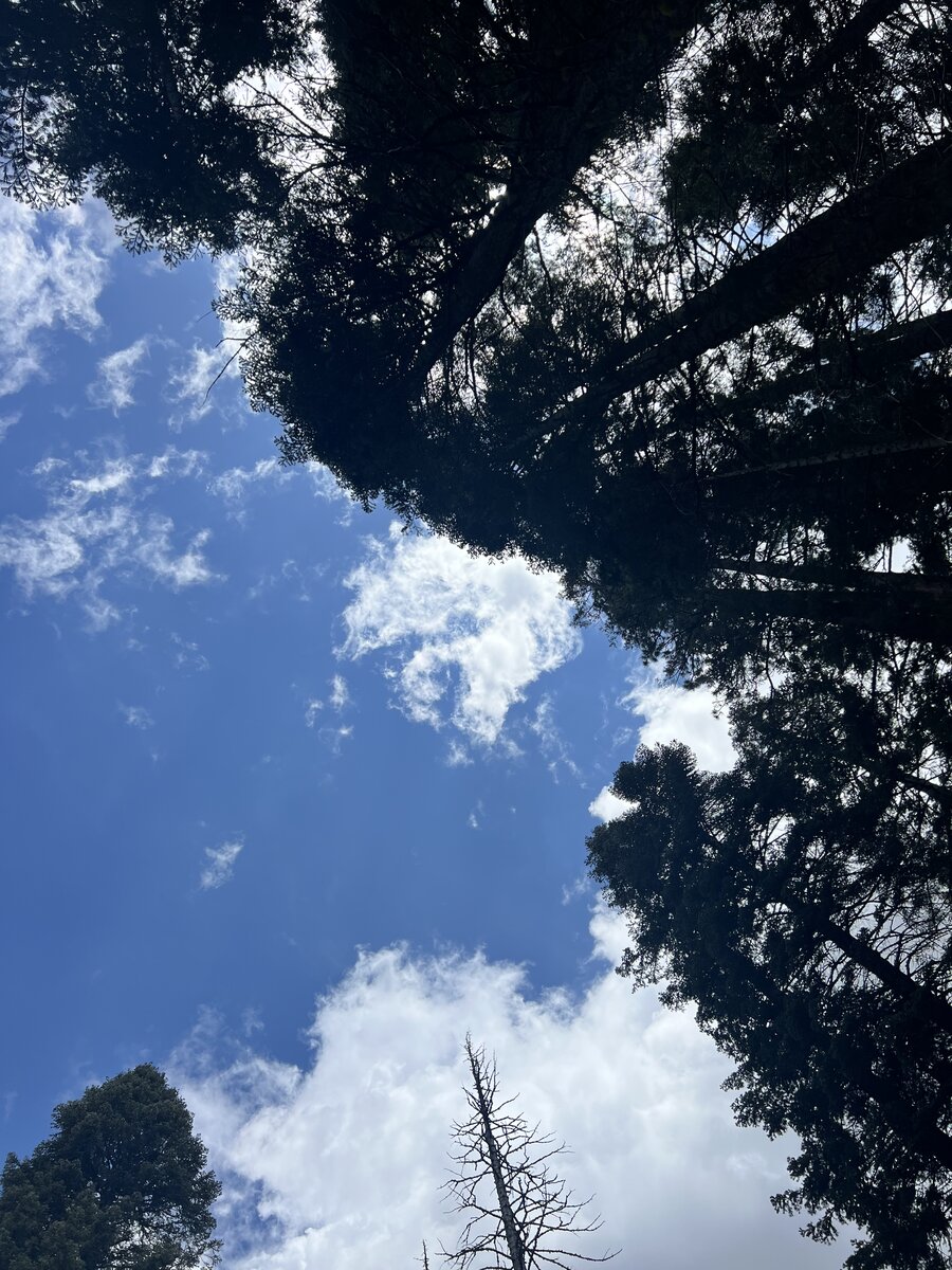 IMG_2550.jpeg