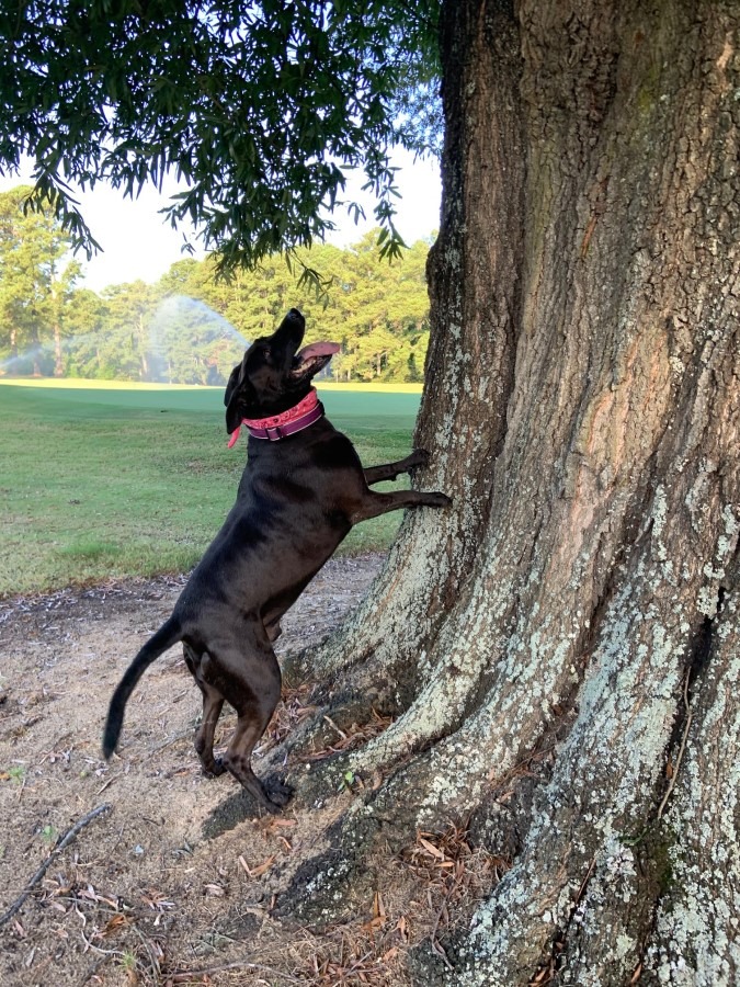 Master and Tree.jpg
