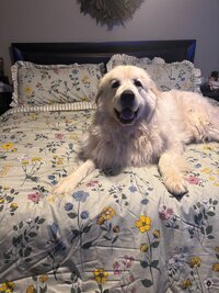 IMG_9217[1].JPEG