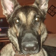 noladevildog