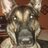 noladevildog